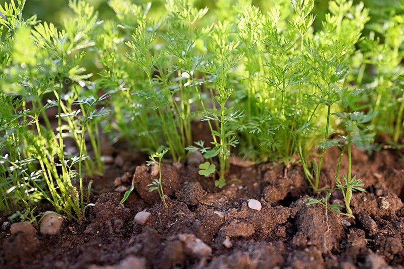 Carrot herb, carrot, garden carrot, carrot root, yellow turnip (Daucus carota subsp. sativus)