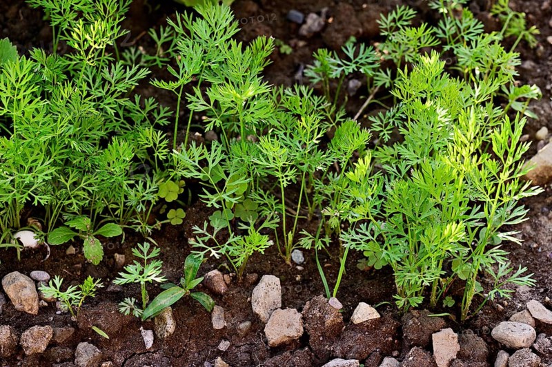Carrot herb, carrot, garden carrot, carrot root, yellow turnip (Daucus carota subsp. sativus)
