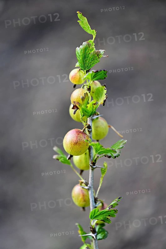 Fruit of the gooseberry (Ribes uva-crispa)