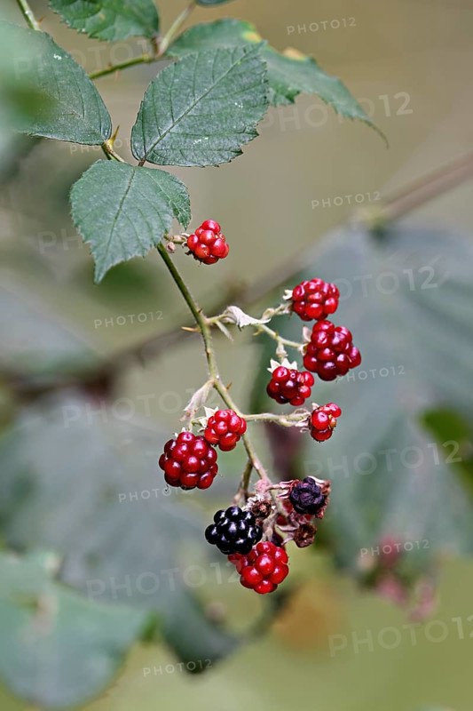 Colourful mix of ripe black and unripe red blackberries (Rubus), on a deciduous shrub, Switzerland