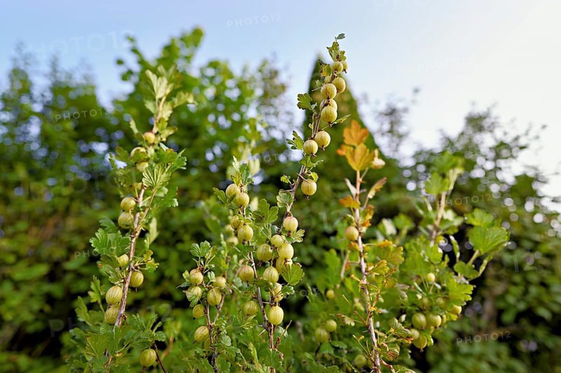 Fruit of the gooseberry (Ribes uva-crispa)