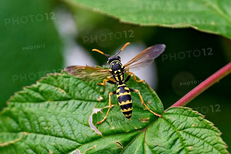 House field wasp (Polistes dominula), taking off from a leaf, Switzerland