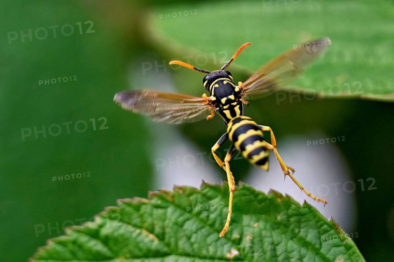 House field wasp (Polistes dominula), taking off from a leaf, Switzerland