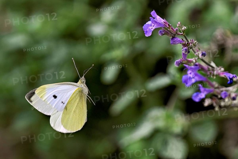 Small white (Pieris rapae), approaching the flower of catmint (Nepeta), Switzerland