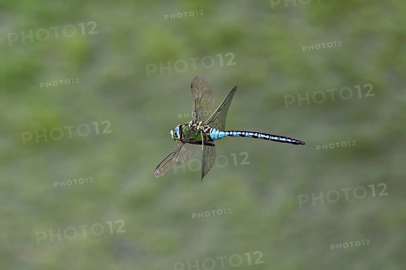 Large king dragonfly (Anax imperator), in flight, Switzerland