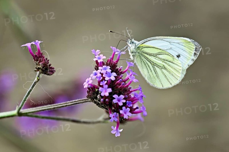 Cabbage butterfly (Pieris brassicae), on verbena flower (Verbenaceae), Switzerland