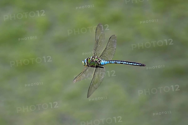 Large king dragonfly (Anax imperator), in flight, Switzerland
