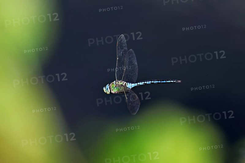 Large king dragonfly (Anax imperator), in flight, Switzerland