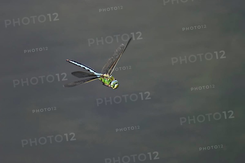 Large king dragonfly (Anax imperator), in flight, Switzerland