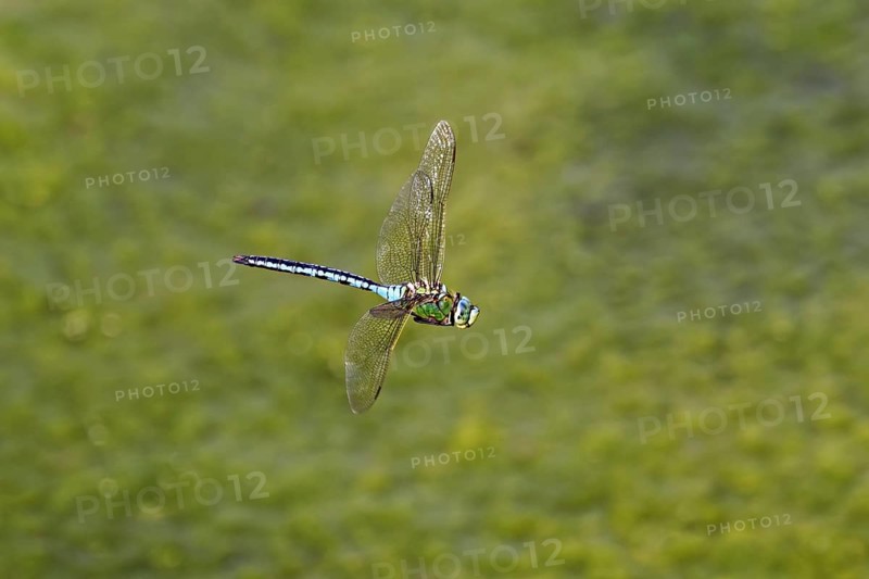 Large king dragonfly (Anax imperator), in flight, Switzerland