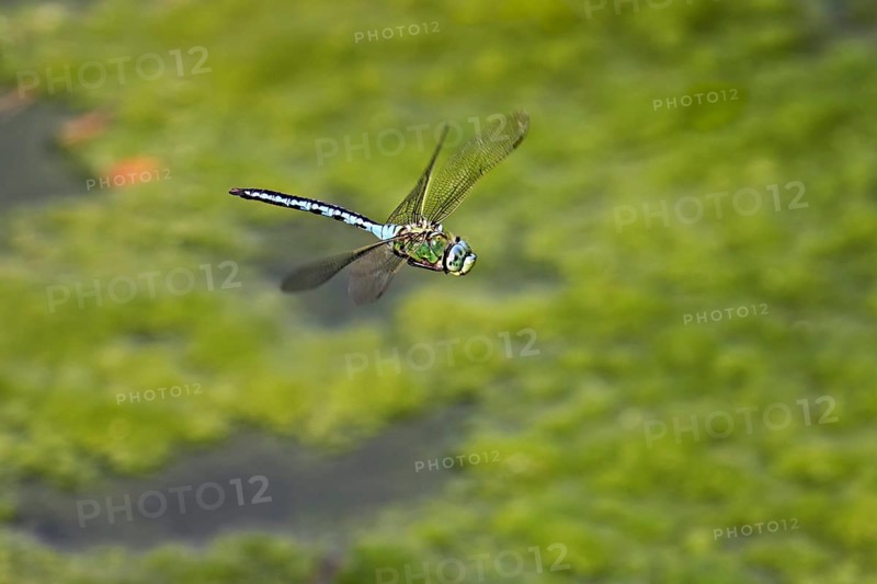 Emperor dragonfly (Anax imperator), in flight, Switzerlandq