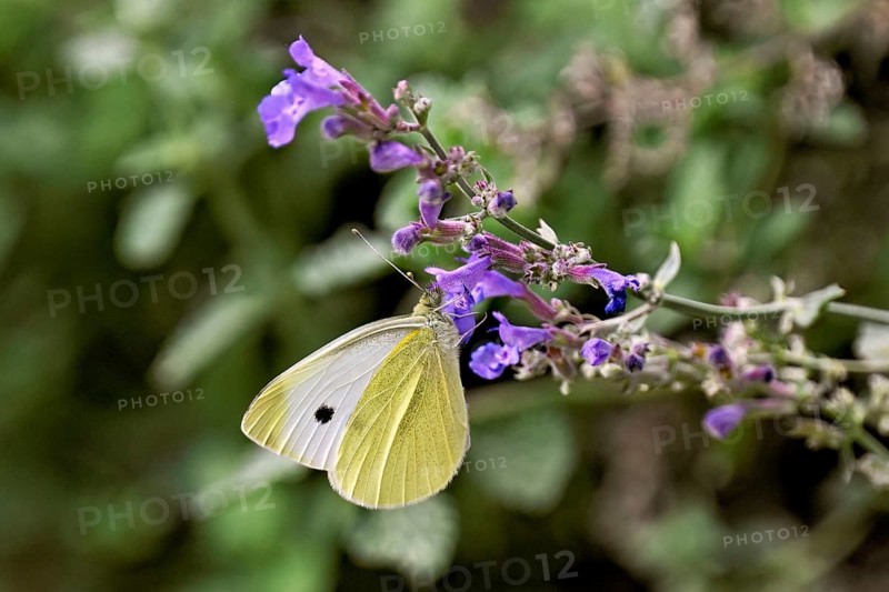 Small white (Pieris rapae), on the flower of catmint (Nepeta), Switzerland
