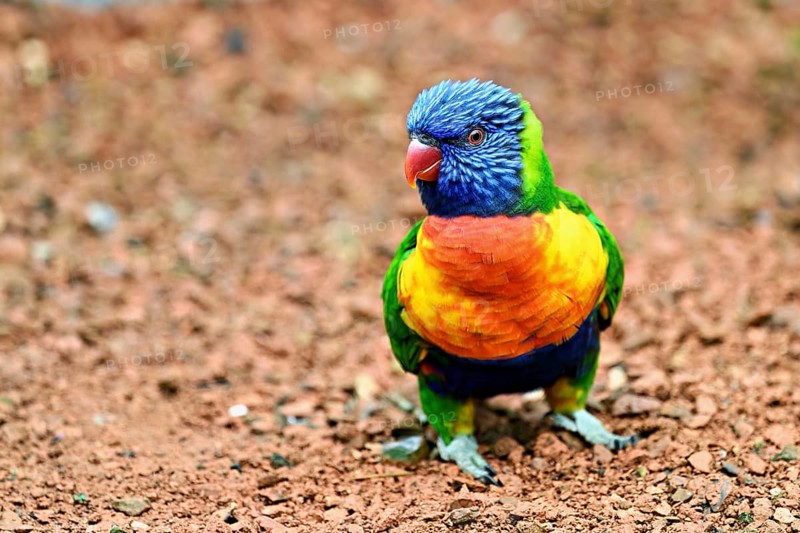 Rainbow Lorikeet (Trichoglossus haematodus), captive, occurrence Australia