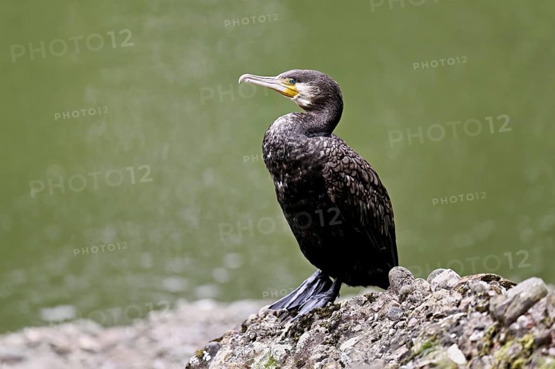 Cormorant (Phalacrocorax carbo), sitting on a rock, Switzerland