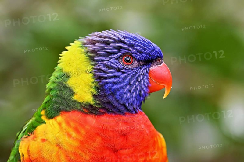 Rainbow Lorikeet (Trichoglossus haematodus), captive, occurrence Australia