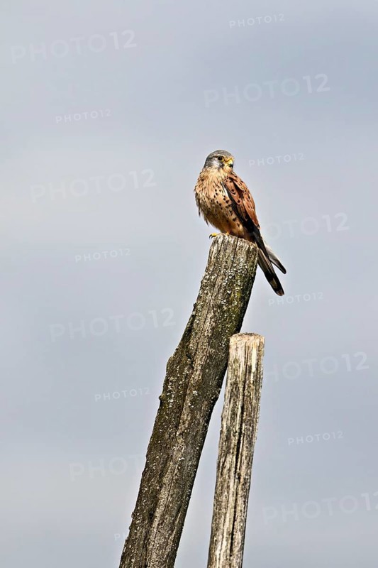 Kestrel (Falco tinnunculus), male sitting on a tree trunk, Switzerland