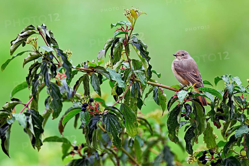 Black redstart (Phoenicurus ochruros), female on dogwood (Cornus sanguinea), sitting, Switzerland