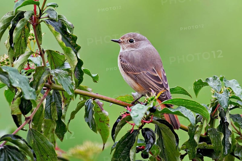 Black redstart (Phoenicurus ochruros), female on dogwood (Cornus sanguinea), sitting, Switzerland