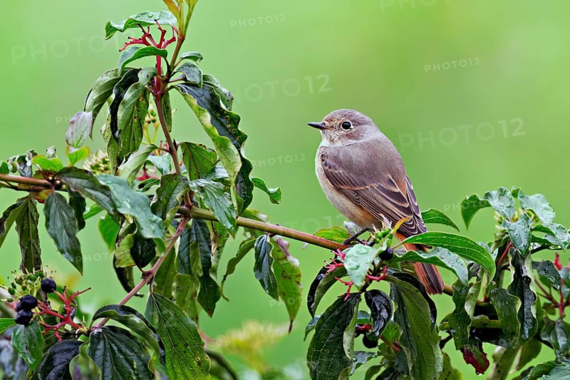 Black redstart (Phoenicurus ochruros), female on dogwood (Cornus sanguinea), sitting, Switzerland