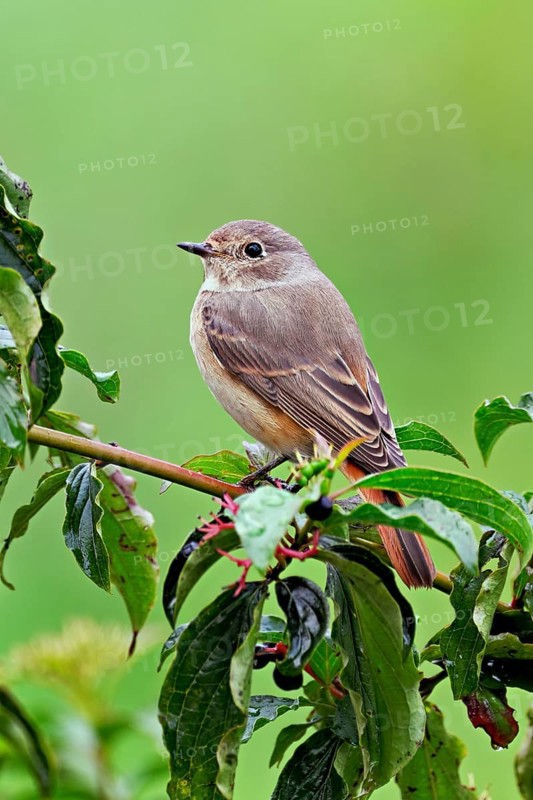 Black redstart (Phoenicurus ochruros), female on dogwood (Cornus sanguinea), sitting, Switzerland