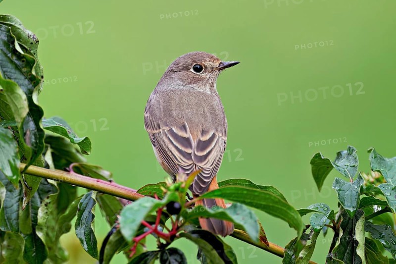 Black redstart (Phoenicurus ochruros), female on dogwood (Cornus sanguinea), sitting, Switzerland