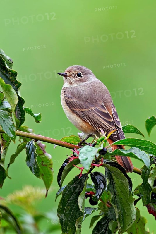 Black redstart (Phoenicurus ochruros), female on dogwood (Cornus sanguinea), sitting, Switzerland