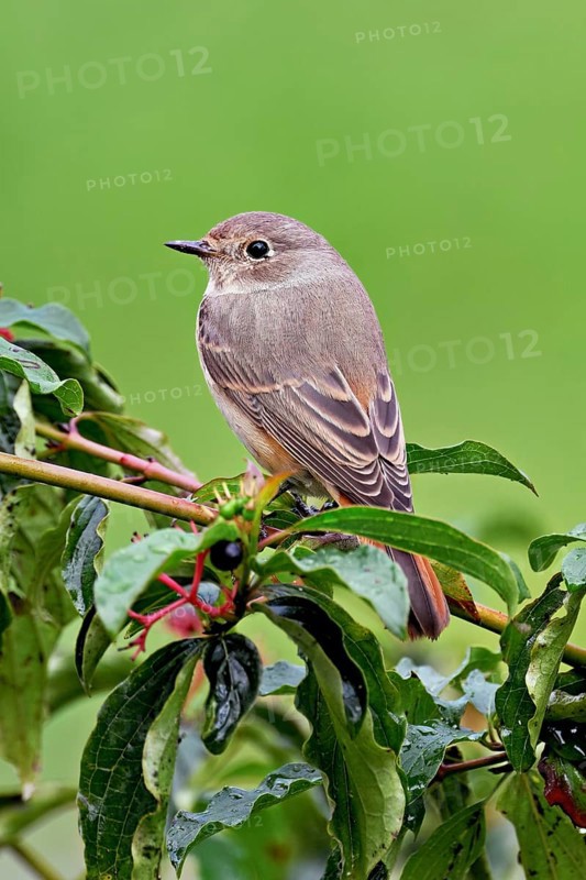 Black redstart (Phoenicurus ochruros), female on dogwood (Cornus sanguinea), sitting, Switzerland