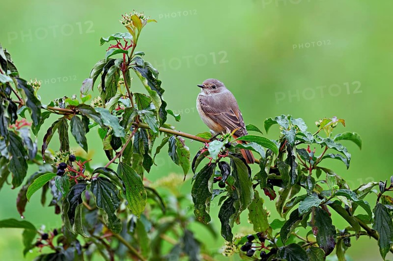 Black redstart (Phoenicurus ochruros), female on dogwood (Cornus sanguinea), sitting, Switzerland