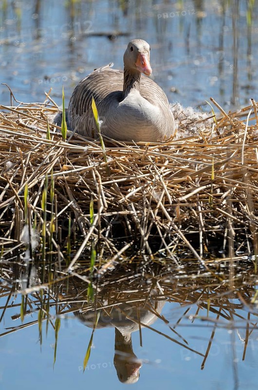 Greylag goose (Anser anser) sitting on the nest and breeding, blue water, Lower Saxony, Germany