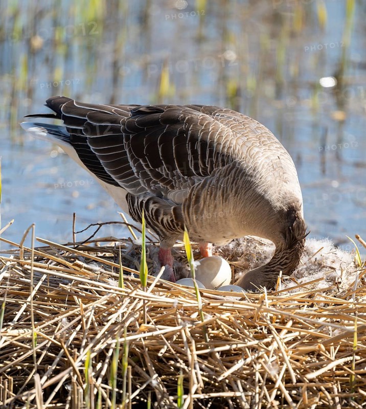 Greylag goose (Anser anser) standing on the nest and turning the eggs, Lower Saxony, Germany