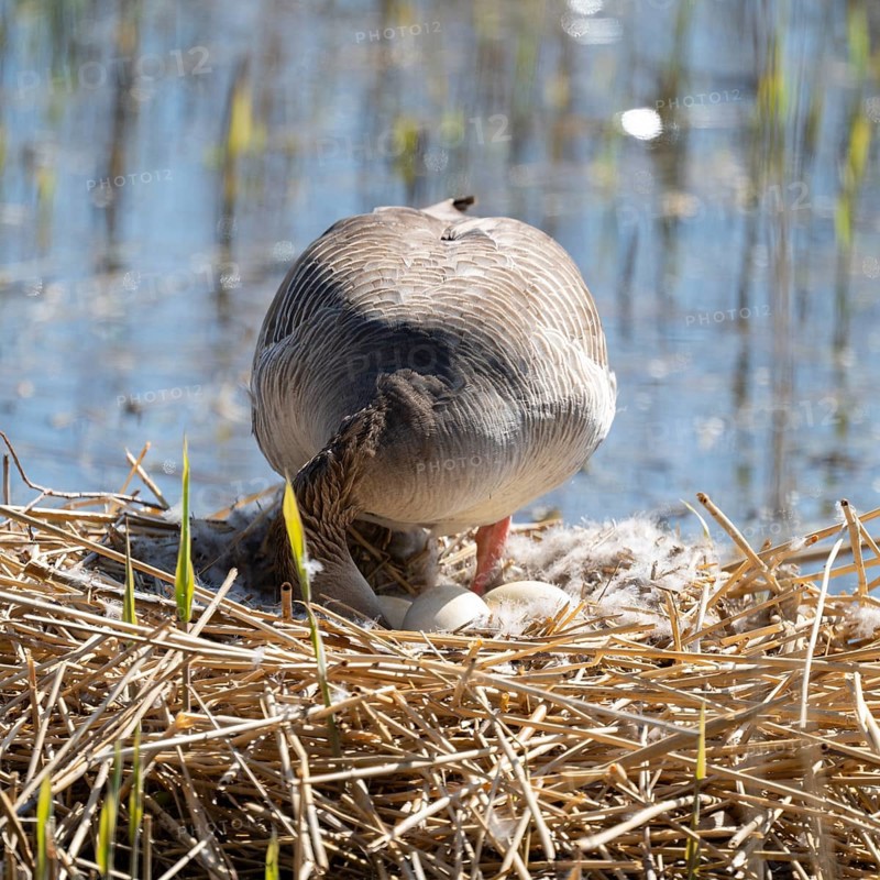 Greylag goose (Anser anser) standing on the nest and turning the eggs, Lower Saxony, Germany