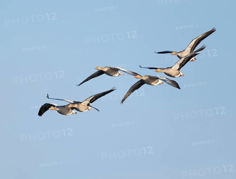 Greylag goose (Anser anser), a flock of greylag geese in flight, blue sky, Lower Saxony, Germany
