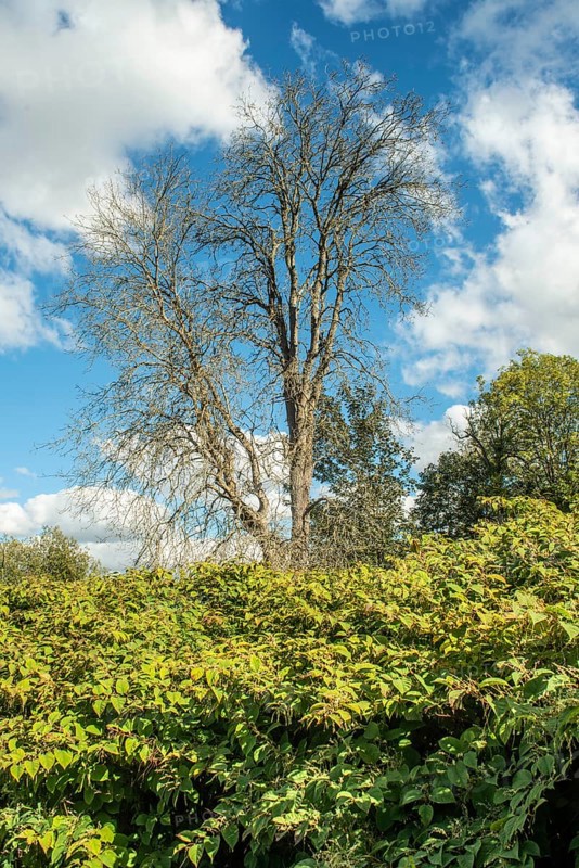 Dead tree among Japanese Knotweed (Fallopia Japonica), an invasive piece in a forest clearing in Ystad, Scania, Sweden, Scandinavia