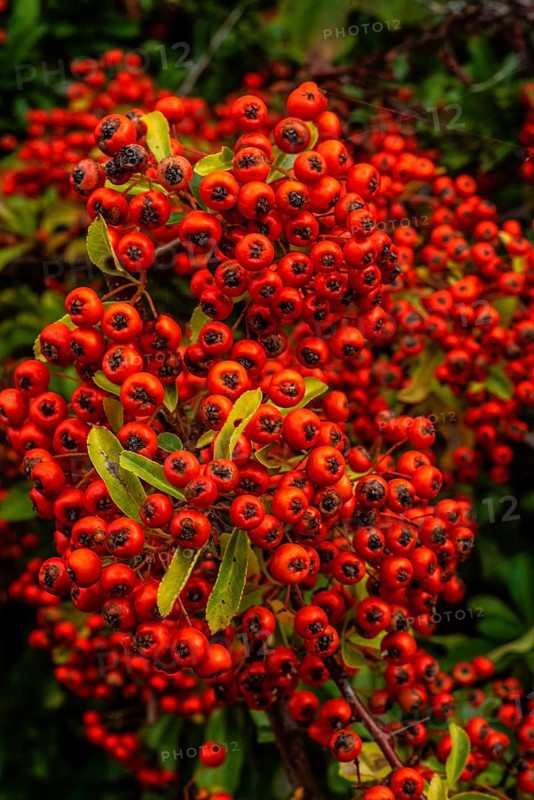 Scarlet firethorn (Pyracantha coccinea) red berrie in Ystad, Skåne county, Sweden, Scandinavia
