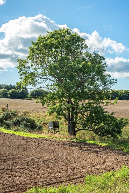 Lonely tree with hunting tower in farmland in Ystad municipality, Skåne county, Sweden, Scandinavia