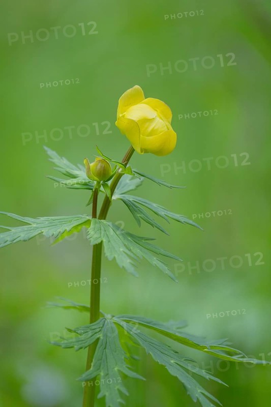 Photograph of a spring pea (Lathyrus vernus), Höhlenstein Valley, South Tyrol, Italy