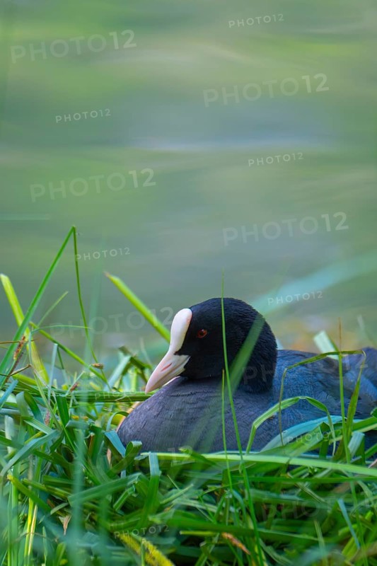 A coot (Fulica atra) sits in the nest on the shore of Lake Toblach, Oblach, Höhlenstein Valley, South Tyrol, Italy