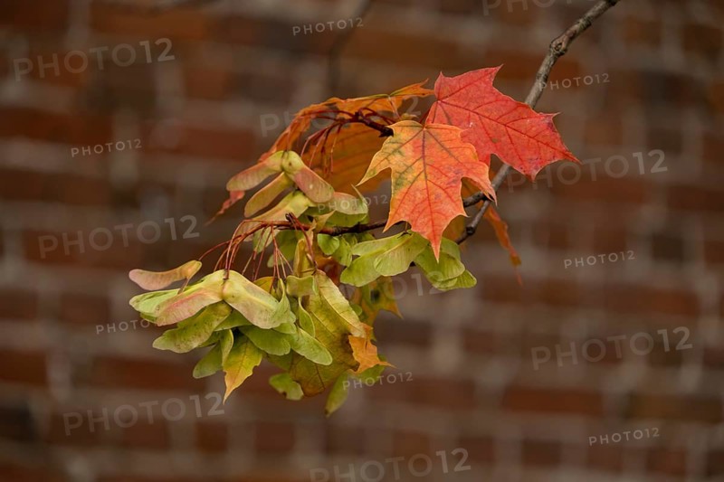 Maple branch with a cluster of diptera against a brick wall
