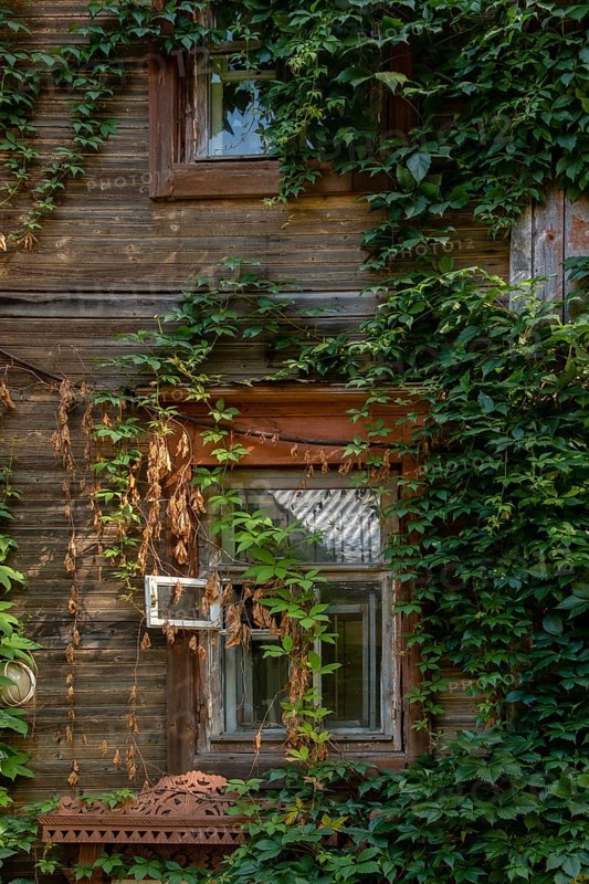 Fragment of an abandoned 19th century wooden house covered in ivy, Nizhny Novgorod, Russia