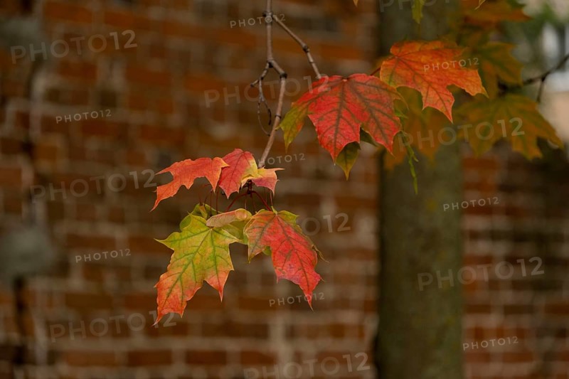 Branch with red maple leaves on a brick wall background, selective focus