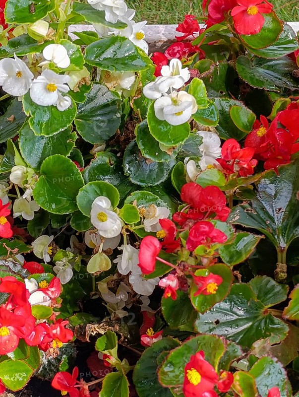 White and red begonia in a flowerbed