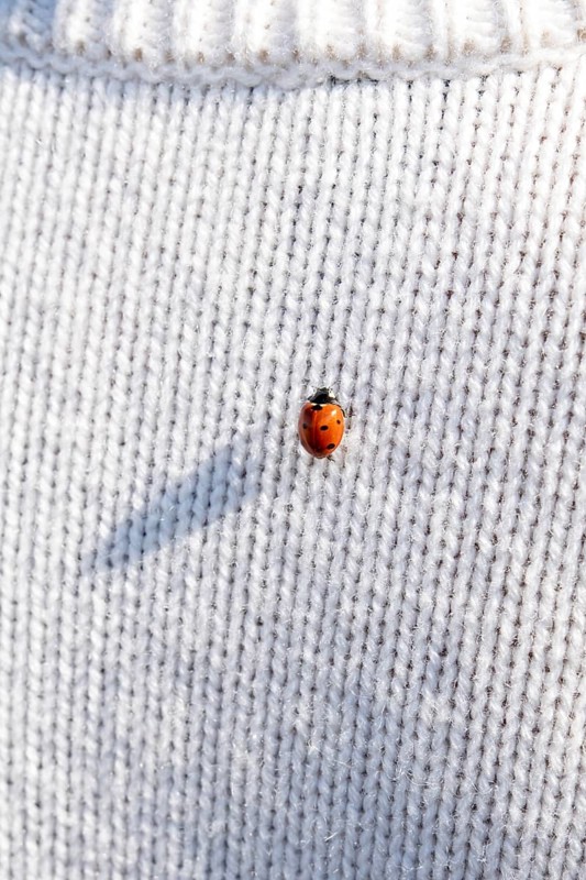 Ladybug on a white knitted jumper, copy space