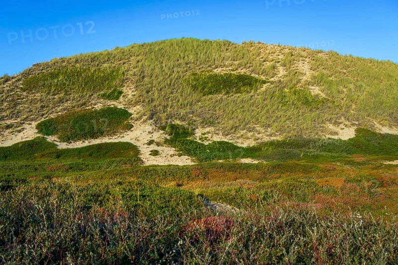 Inland dune, dune with marram grass and heather, North Sea, island, Sylt