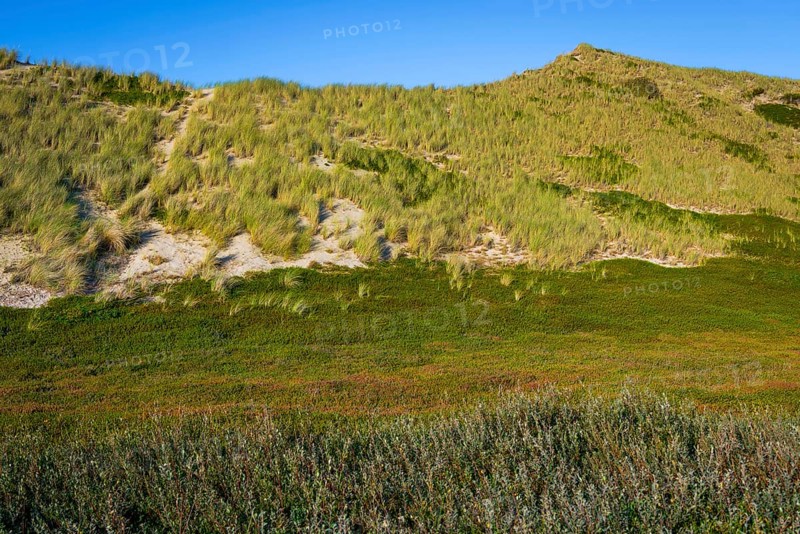 Inland dune, dune with marram grass and heather, North Sea, island, Sylt