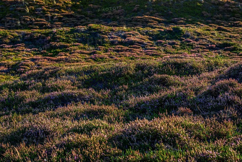 Inland dune, dune, heather, nature reserve, North Sea, island, Sylt