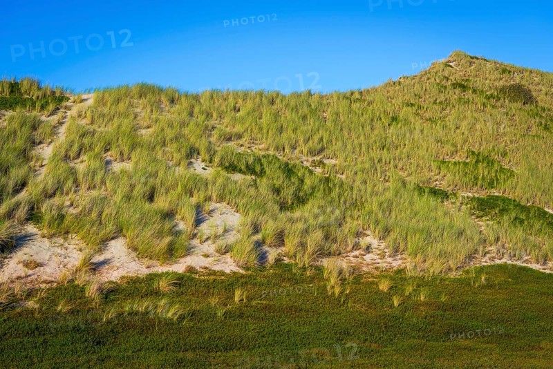 Inland dune, dune with marram grass and heather, North Sea, island, Sylt