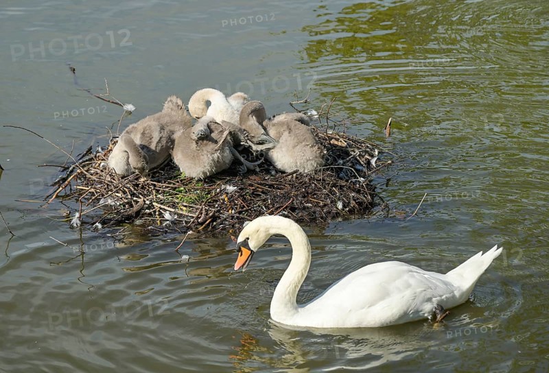 Nest, swans, young animals, Blümelteich, Volkspark Mariendorf, Tempelhof-Schöneberg, Berlin, Germany