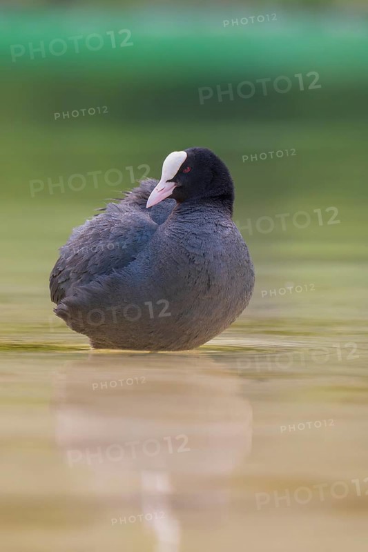 Close-up of a coot (Fulica atra) standing in the shallow water of Lake Dürrensee, Dolomites, South Tyrol, Italy