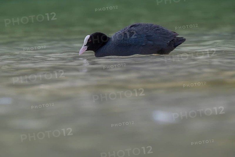 Close-up of a coot (Fulica atra) swimming in the shallow waters of Lake Dürrensee, Dolomites, South Tyrol, Italy