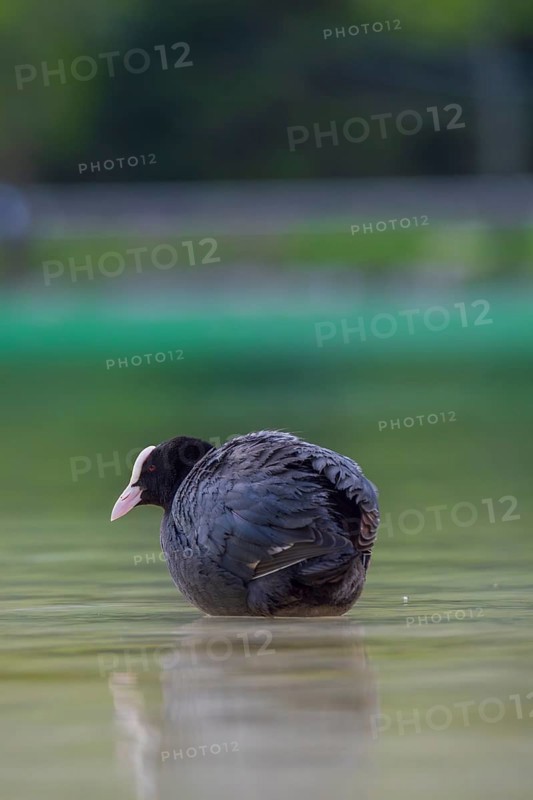Close-up of a coot (Fulica atra) standing in the shallow water of Lake Dürrensee, Dolomites, South Tyrol, Italy